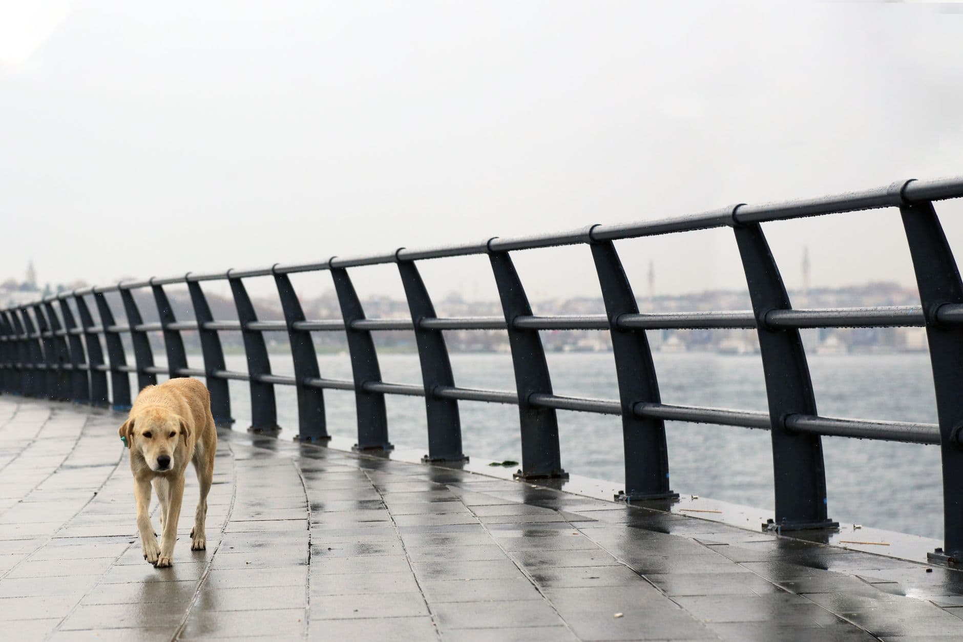 Kadıköy'de Hayvan Sahiplenme ve Pet Dostlarına Özel Mekanlar