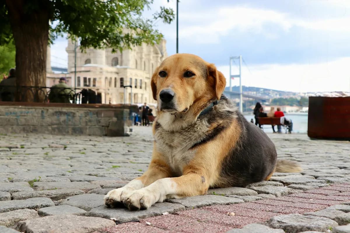 Kadıköy Köpek Dostu Mekanlar: Kafeler, Parklar ve Veteriner Rehberi