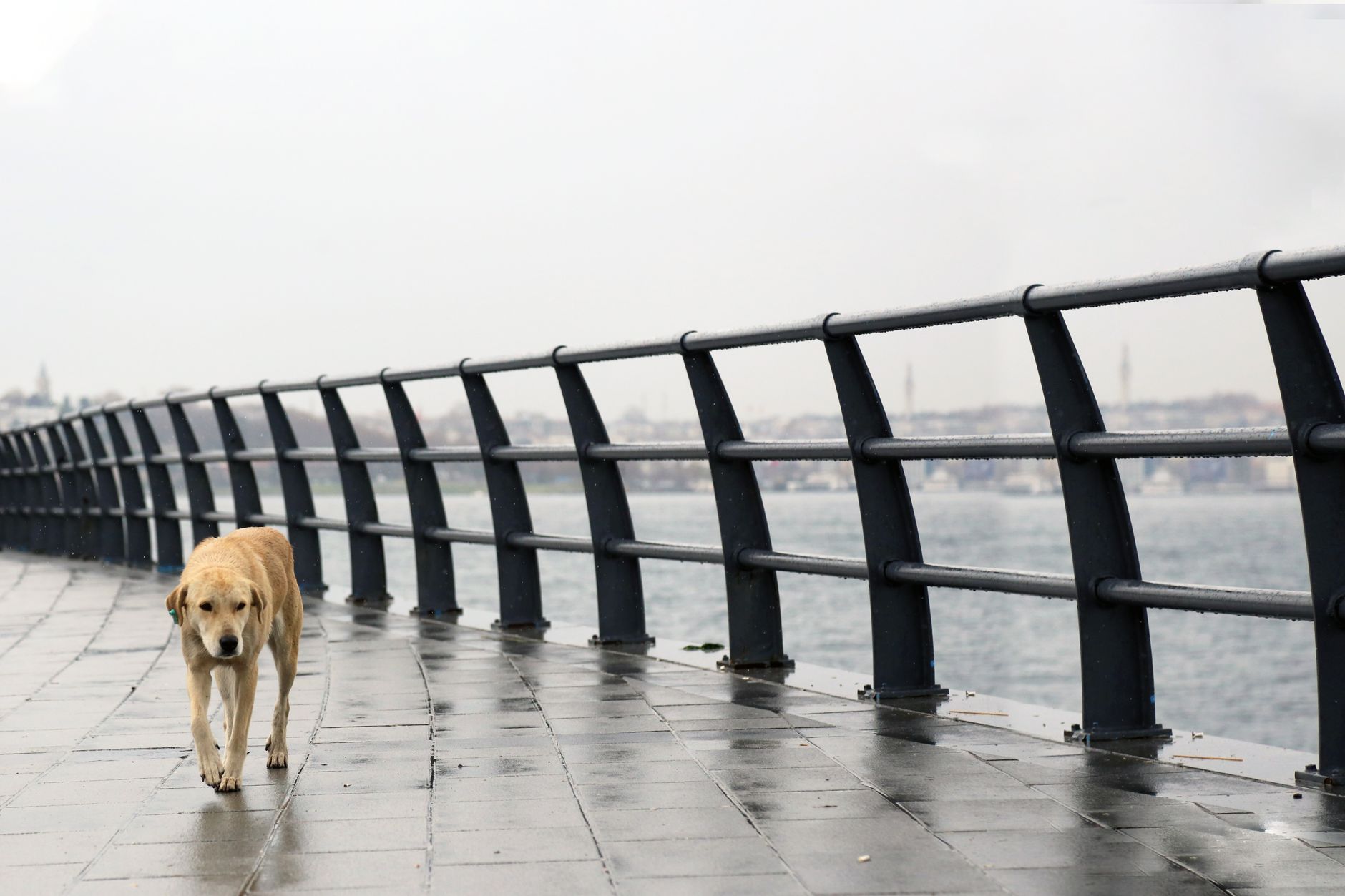Kadıköy'de Hayvan Sahiplenme ve Pet Dostlarına Özel Mekanlar - Kadıköy blog yazısı