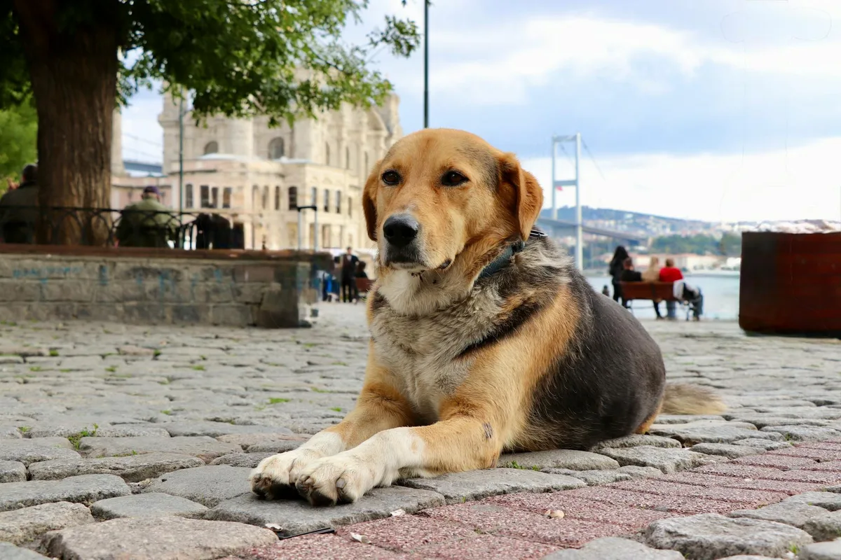 Kadıköy Köpek Dostu Mekanlar: Kafeler, Parklar ve Veteriner Rehberi - Kadıköy rehber görseli