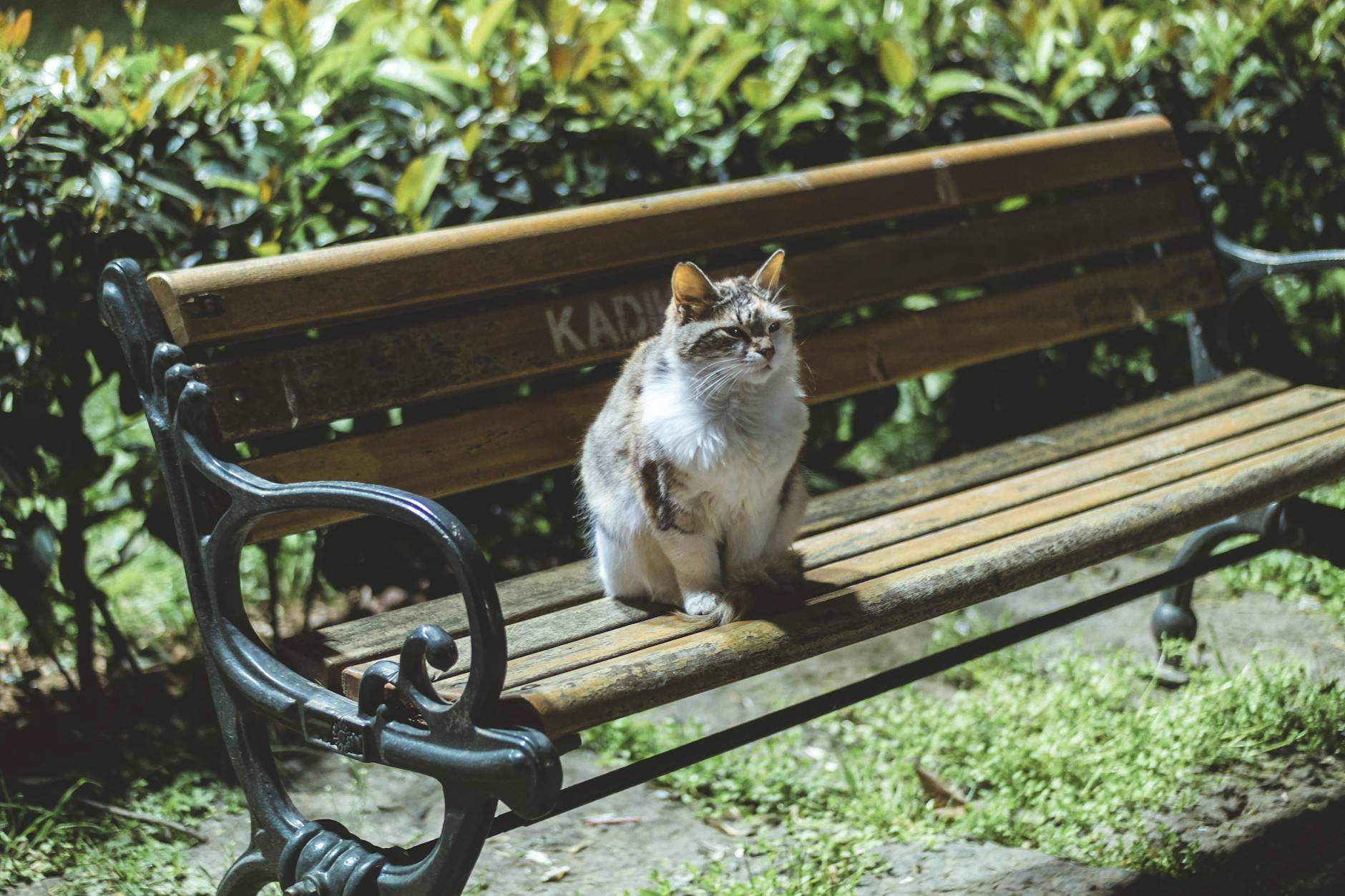 Kadıköy Vetcode Veteriner Kliniği - Kadıköy işletme fotoğrafı