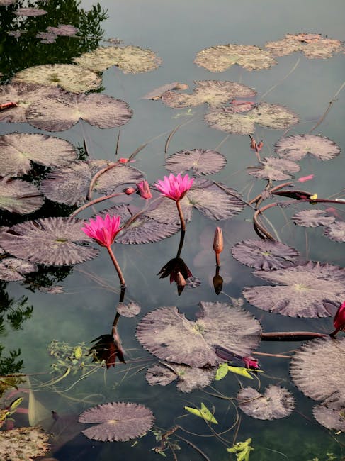 Nezahat Gokyigit Botanik Bahcesi Kadikoy cicekler